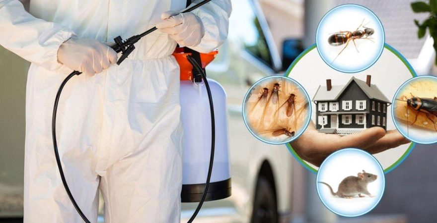 Beypazarı Böcek İlaçlama