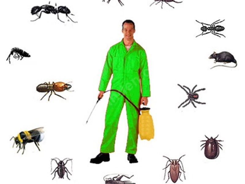 Beypazarı Böcek İlaçlama